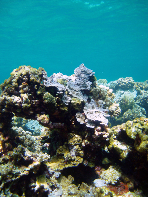 Blue rice coral (Montipora flabellata)