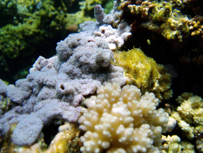 Blue rice coral (Montipora flabellata)