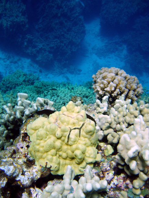 A beautiful coral assemblage overlooking a deep channel
