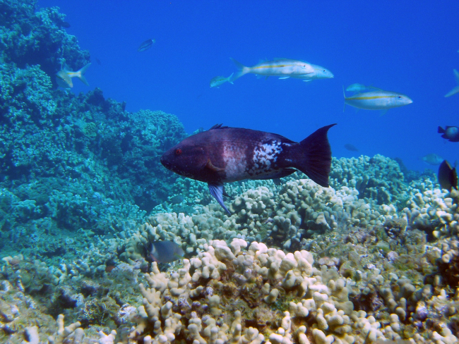 Hawaiian hogfish (Bodianus bilunulatus) in its terminal phase
