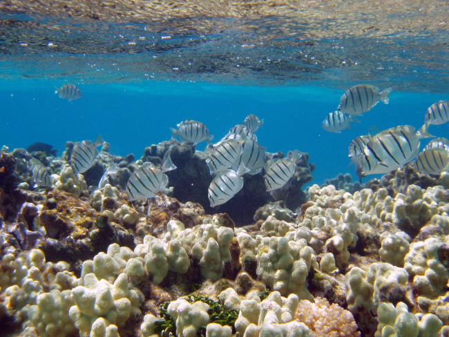 Manini or convict tangs amongst finger coral in shallow water