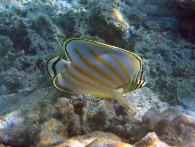 Ornate butterflyfish (Chaetodon ornatissimus)