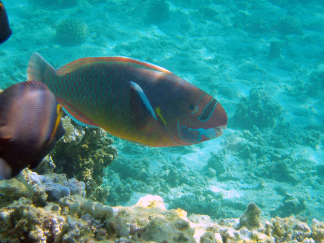 A spectacled parrotfish (Chlorurus perspicillatus)