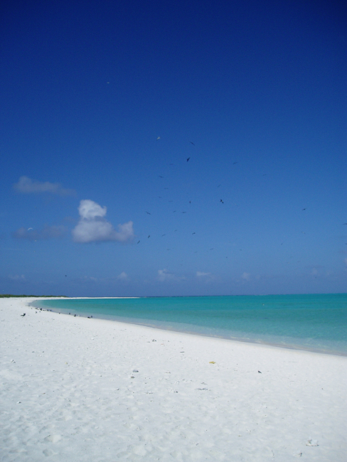 The seemingly pristine beach on Green Island, Kure Atoll