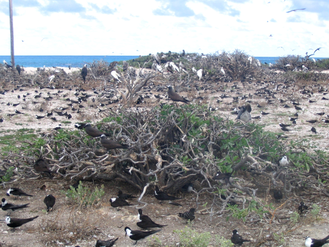 French Frigate Shoals, Tern Island, Hawaiian Islands National Wildlife Refuge