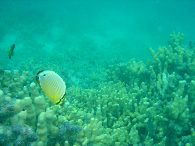 Snorkeling at Pearl and Hermes Reef
