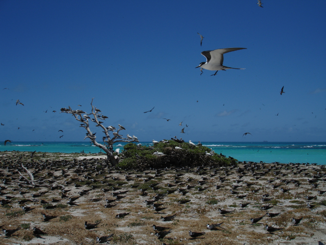 Terns, terns, terns, and a few other kinds of birds on Tern Island