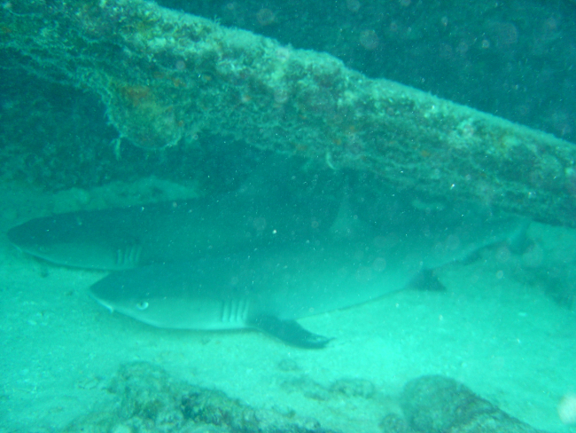 Reef sharks hanging out close to the shore