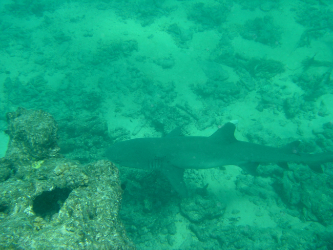 A white-tipped reef shark cruising by