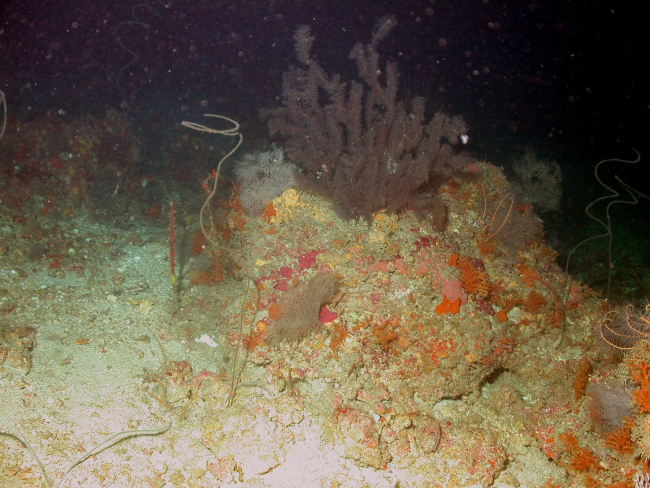 Deepwater corals at MacNeil Bank