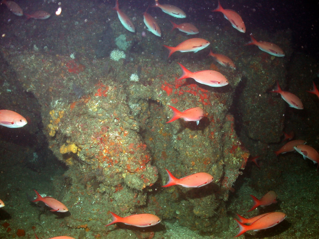 A school of creolefish (Paranthias furcifer) in deepwater habitat at MacNeilBank