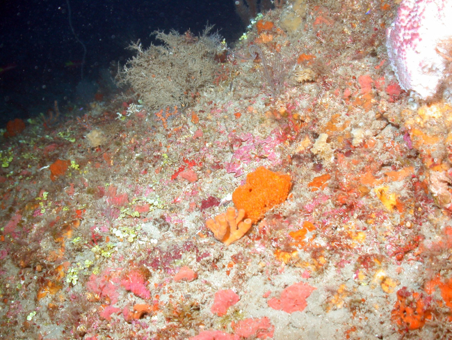 A sponge-dominated area of deepwater habitat at MacNeil Bank