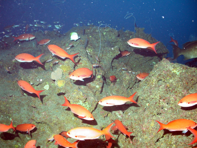 Creolefish (Paranthias furcifer) swimming around some deep reef habitat at28 Fathom Bank
