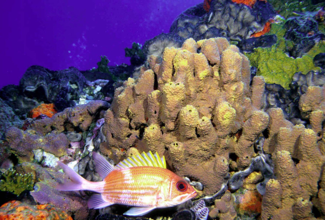 A longspine squirrelfish (Holocentrus rufus) next to yellow sponge
