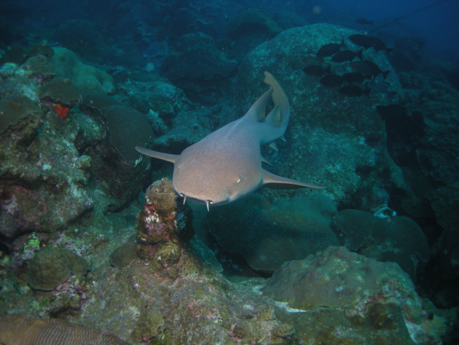 A nurse shark swims above coral