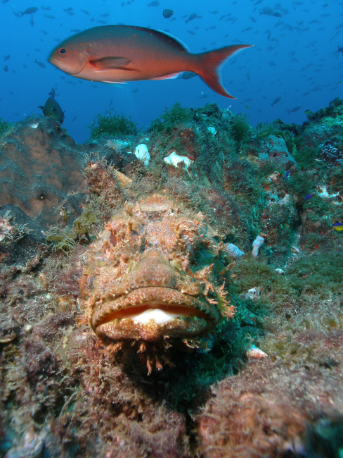 A frontal view of a spotted scorpionfish with a creolefish in thebackground