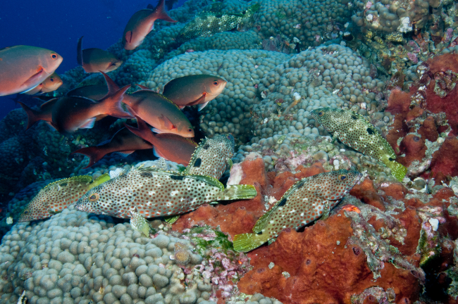 Schools of rockhind and creolefish rest along the reef
