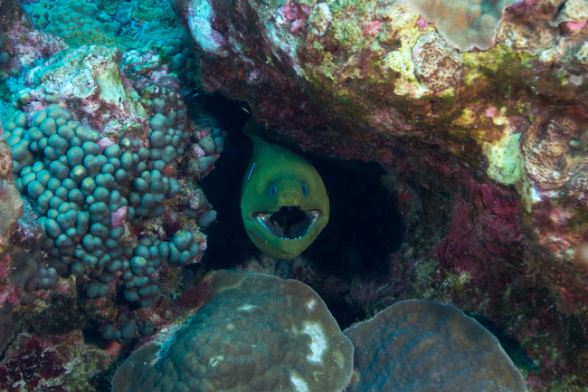 A green moray gets cleaned by a neon goby