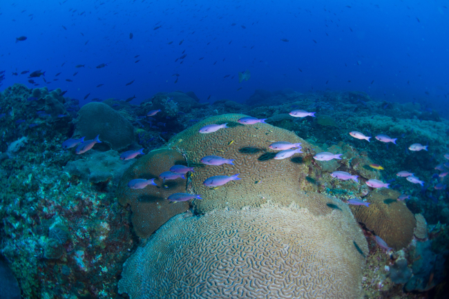 A school of creole wrasse (Clepticus parrae) swim over braincoral heads in East Flower Garden Bank