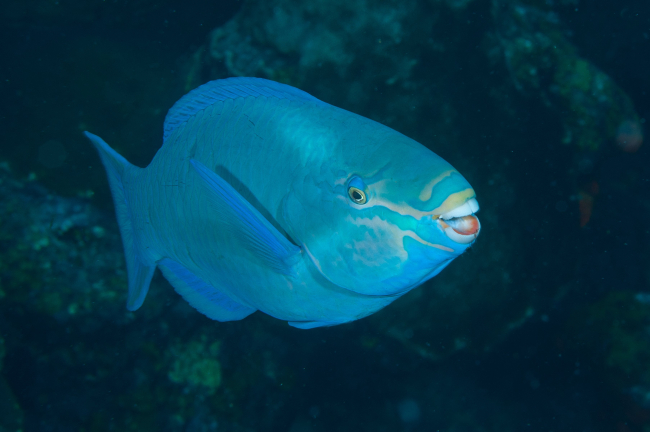 Queen parrotfish showing its teeth