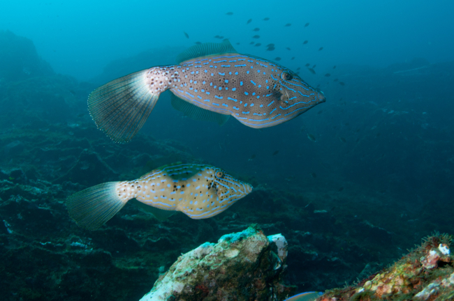 Two scrawled filefish swimming around coral during a bleachingevent