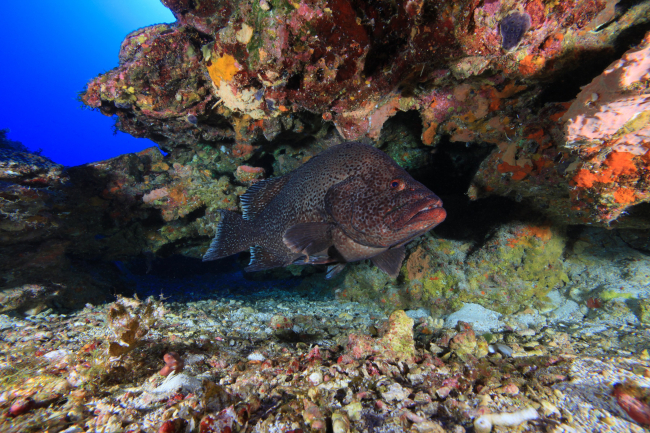 A marbled grouper swims along the reef