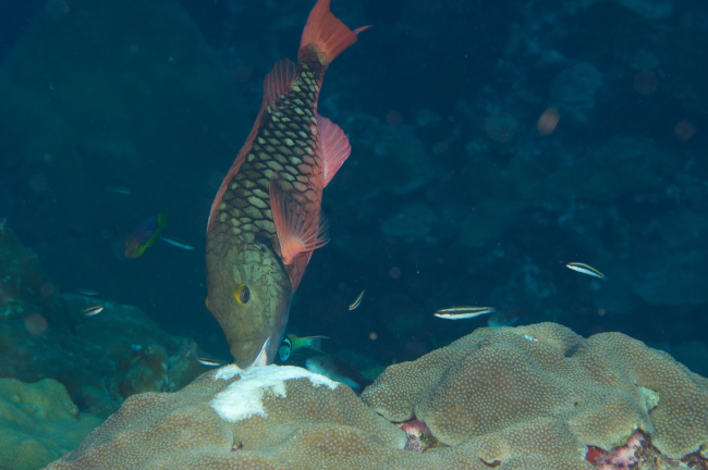 A stoplight parrotfish (Sparisoma viride) grazes on coral inEast Flower Bank which displays white  grazing scars