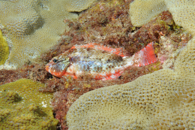 A redband parrotfish juvenile in its mottled (camouflage) phaseblending into the coral