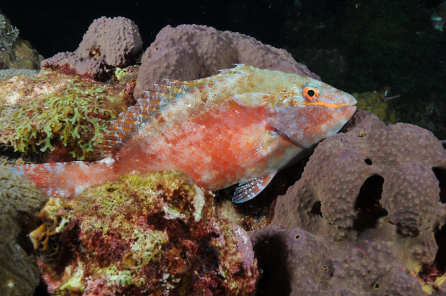 A redband parrotfish juvenile in its mottled (camouflage) phasehiding among coral
