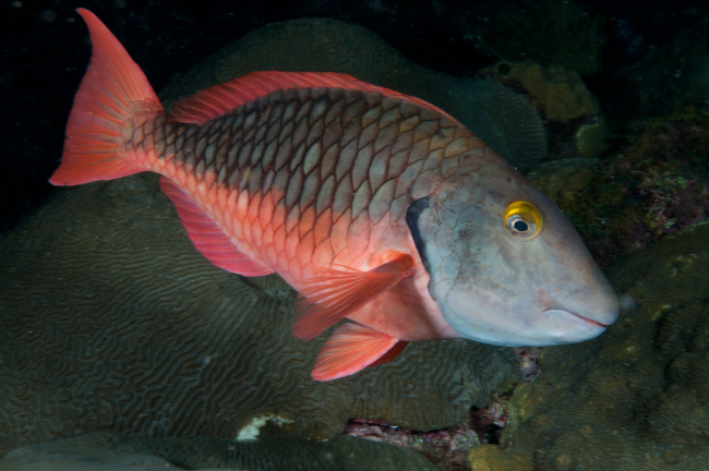 A stoplight parrotfish in its initial phase