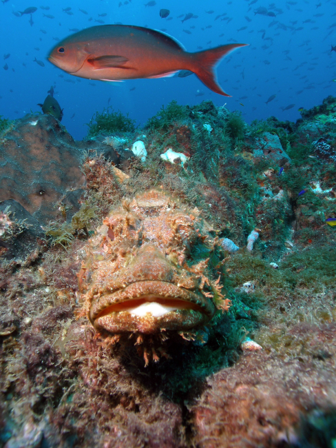 A frontal view of a spotted scorpionfish with a creolefish in thebackground