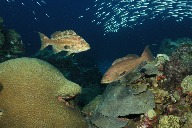 Two yellowmouth grouper swim above coral