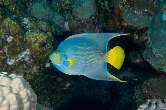 A queen angelfish side-view situated in coral