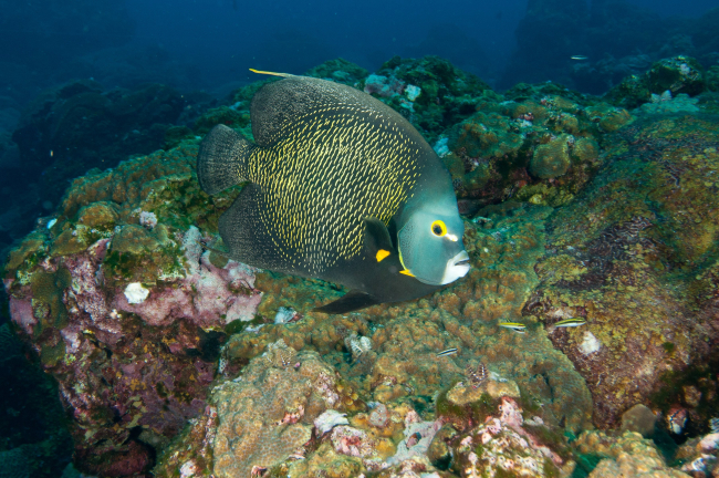 French angelfish and gobies