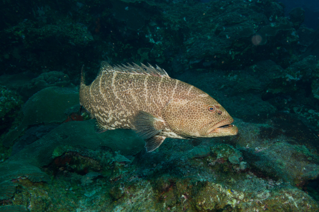 Tiger grouper swimming close to the reef