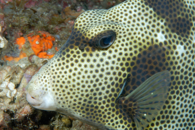 A spotted trunkfish