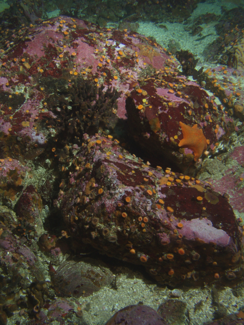 Algae and invertebrate cover on boulder in sandy habitat