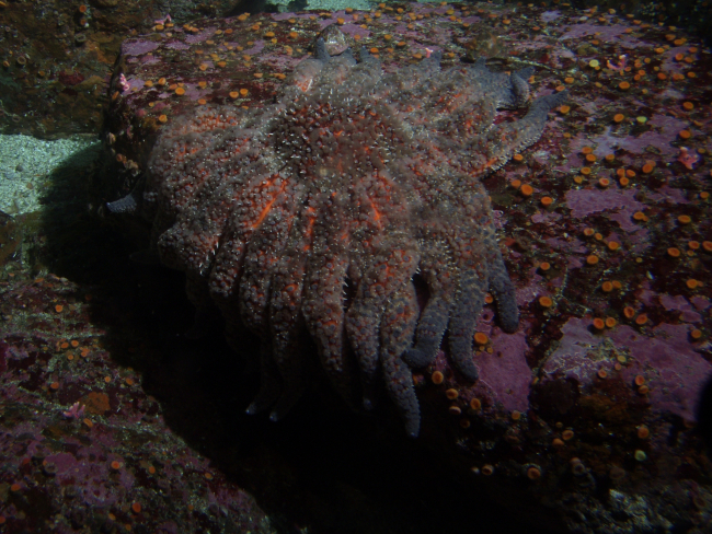 Sunflower sea star (Pycnopodia helianthoides) at 30 meters depth