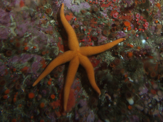 Sea Star (Henricia leviuscula) up close on rocky reef habitat