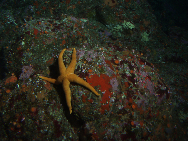 Sea star (Asterina sp