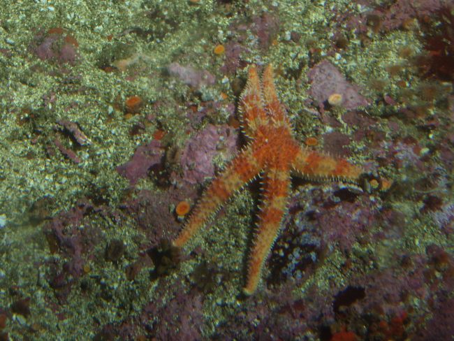 Sea star (Asterina sp