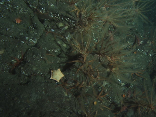 Cookie cutter sea star (Ceramaster patagonicus) and feather crinoids(Florometra serratissima) in boulder habitat at 115 meters depth