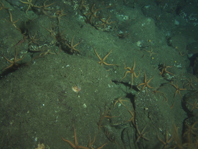 Brittle sea stars in boulder habitatat 115 meters depth