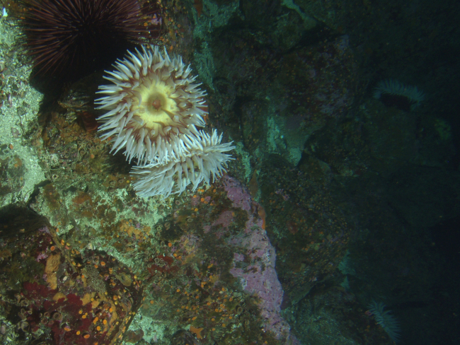 Fish eating  anemone (Urticina piscivora) on boulder in rocky habitat