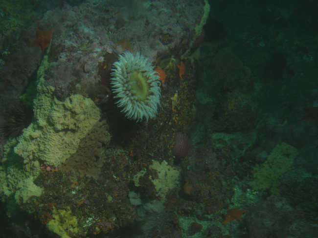 Fish eating anemone (Urticina piscivora)  on boulder in rocky habitatat 25 meters depth