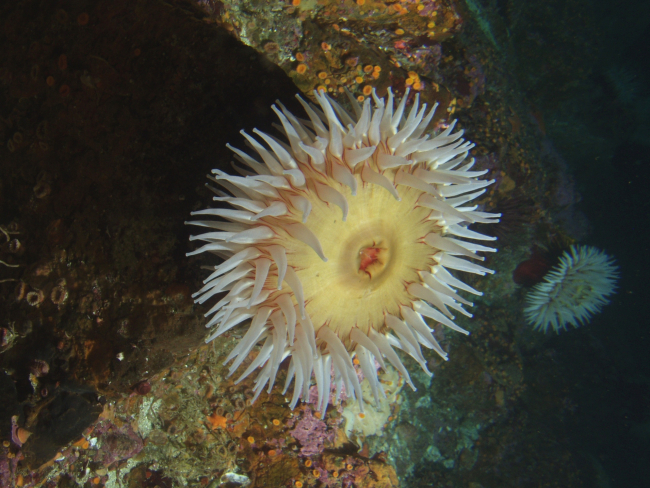 Fish eating anemone (Urticina piscivora) on boulder in rocky habitat