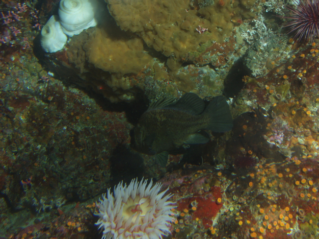 Unidentified tunicate, anemones, and rockfishat 25 meters depth