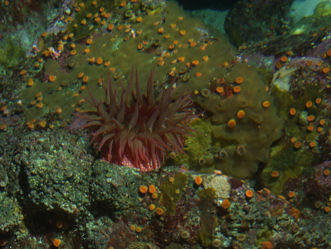 Unidentified sea anemone