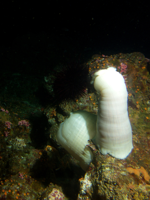 White plumed sea anemone (Metridium giganteum) and red urchin onboulder in reef habitat at 30 meters depth