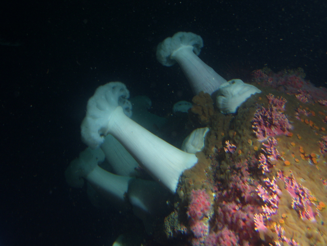 White plumed sea anemone (Metridium giganteum) at 30 meters depth